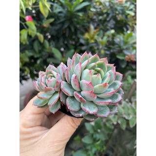 sen đá hai thân (Echeveria)
