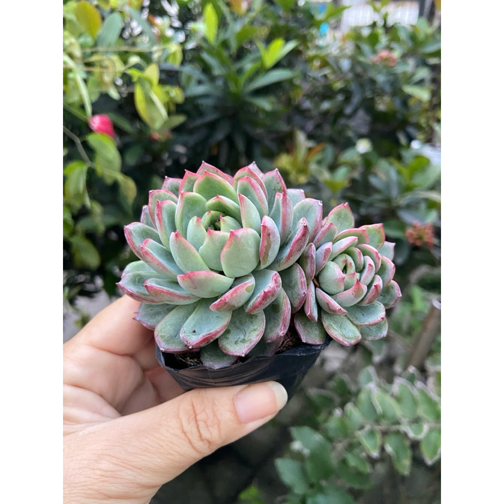 sen đá hai thân (Echeveria)