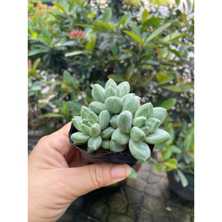 [Mã giảm 100% đơn 50k] Sen bộ ba (kim cương trắng)