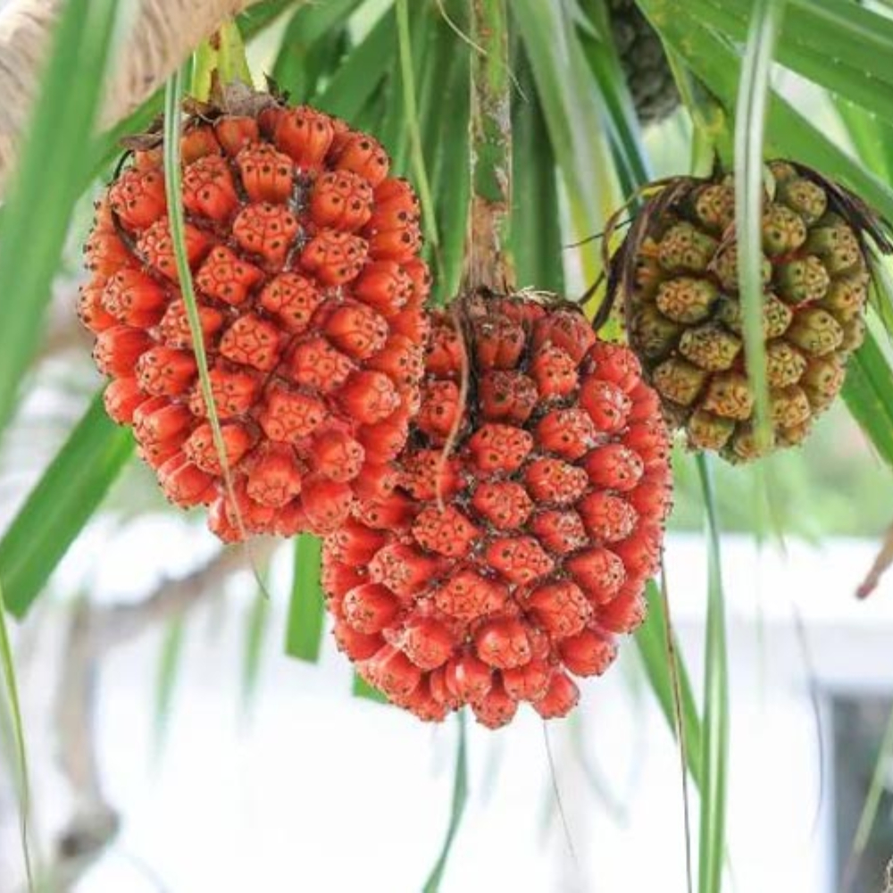 Quả Dứa dại rừng tươi - Quả Dứa gai tươi (Quả từ 1kg đến 3.5Kg)