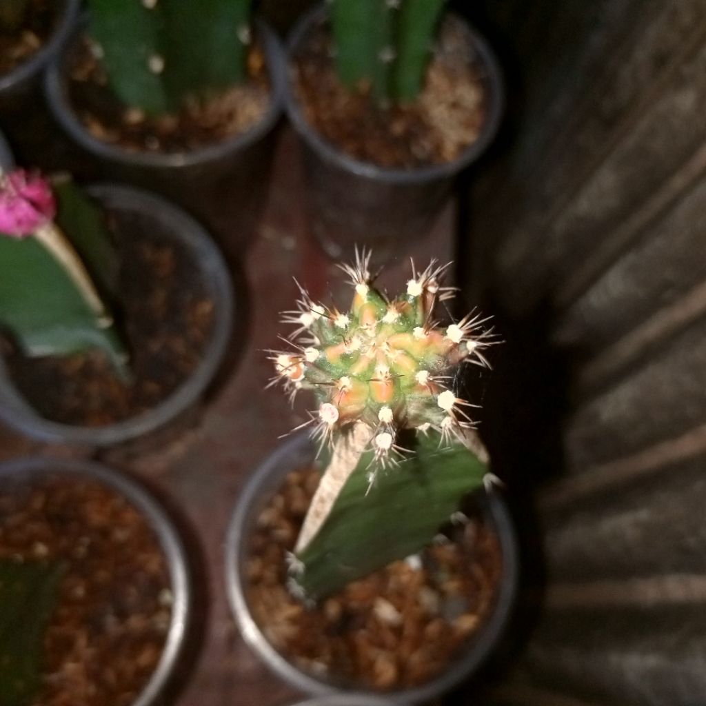 xương rồng tháp lion king PDM