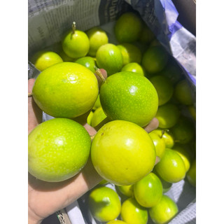 CHANH DÂY VÀNG NGỌT SIZE 1 (9-12trái/kg)