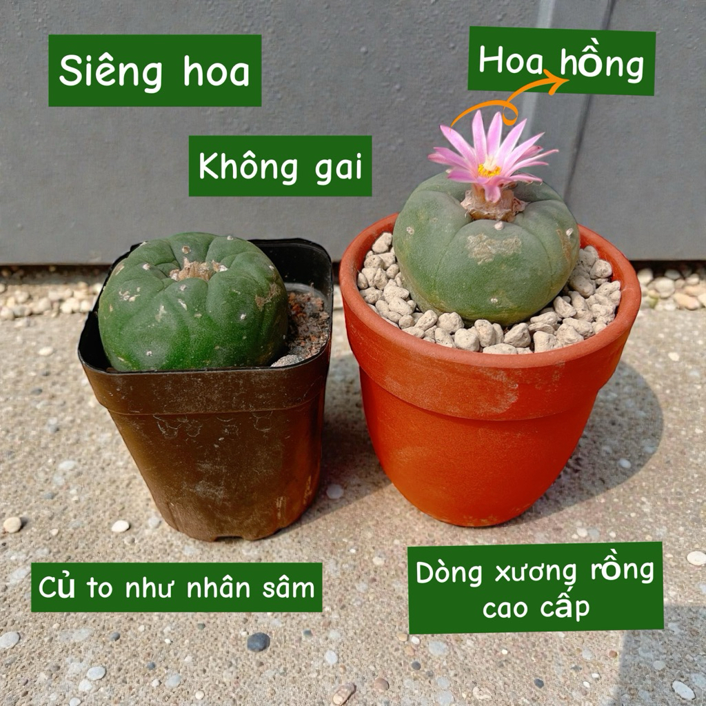 Xương Rồng Lopho – Dễ Trồng, Siêng Hoa – Hoa Hồng, Trắng siêu đẹp