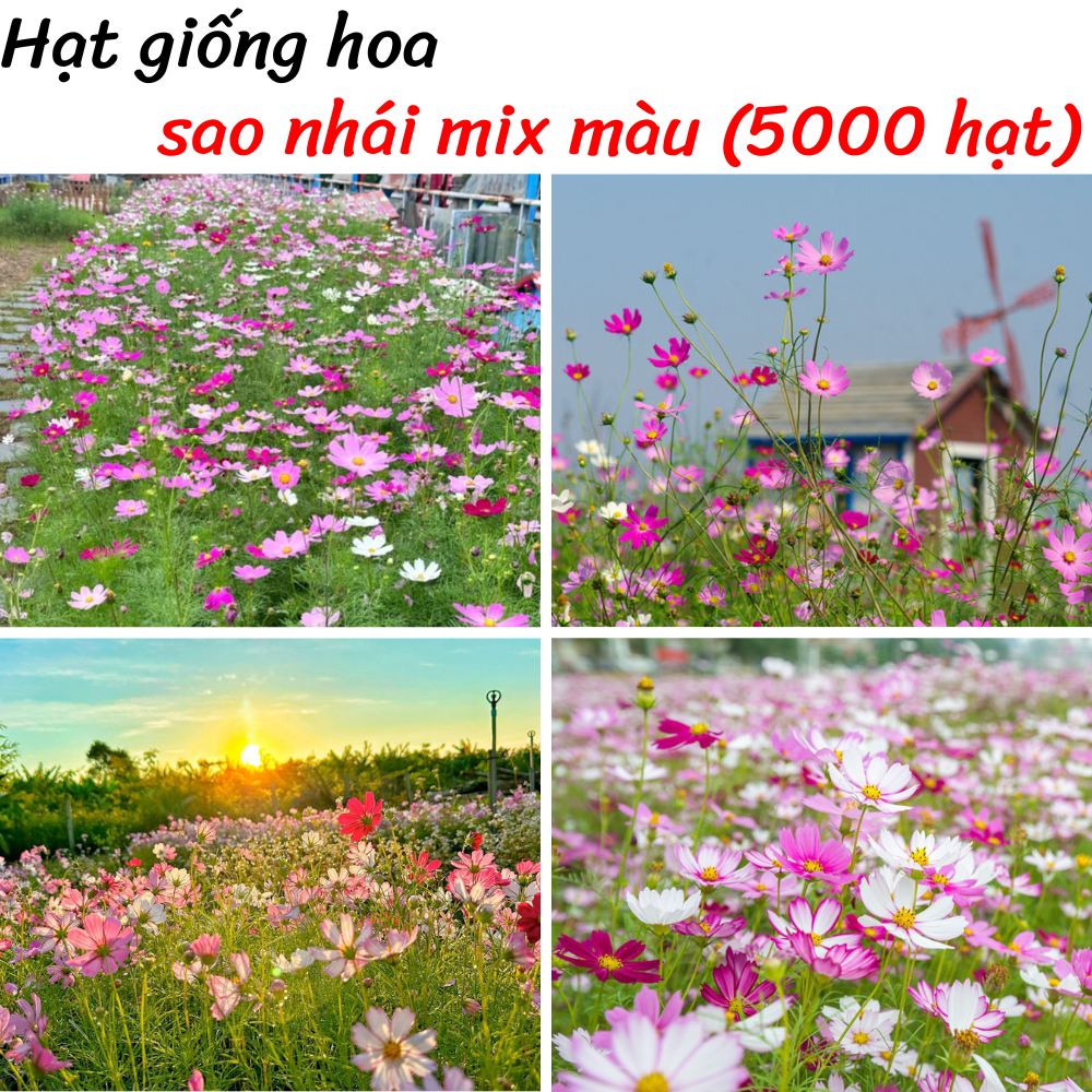 Hạt giống hoa sao nhái nhiều màu (5000 hạt) - hoa đẹp, dễ trồng, sinh trường tốt