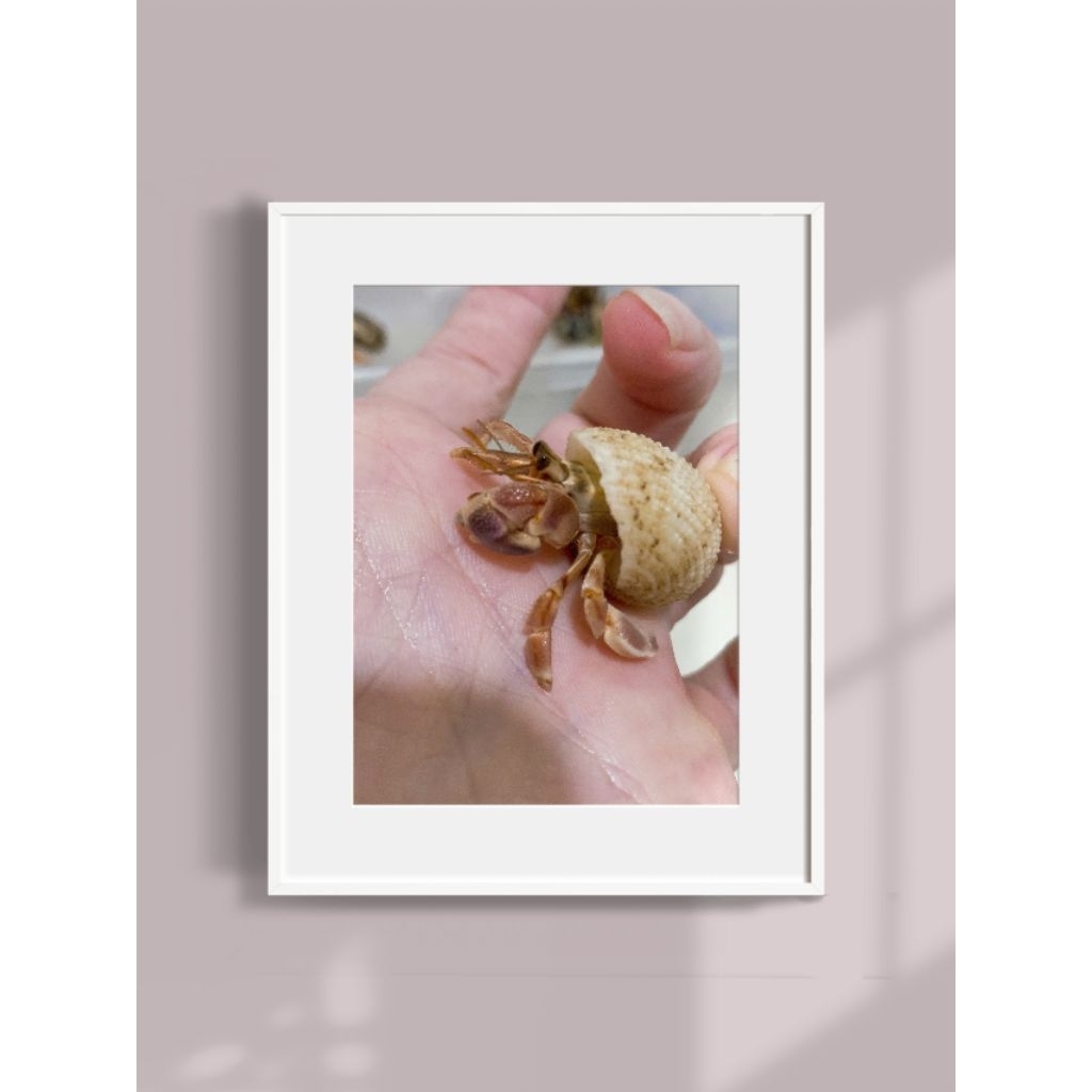 Tranh ốc mượn hồn rugo,abino trang trí đẹp