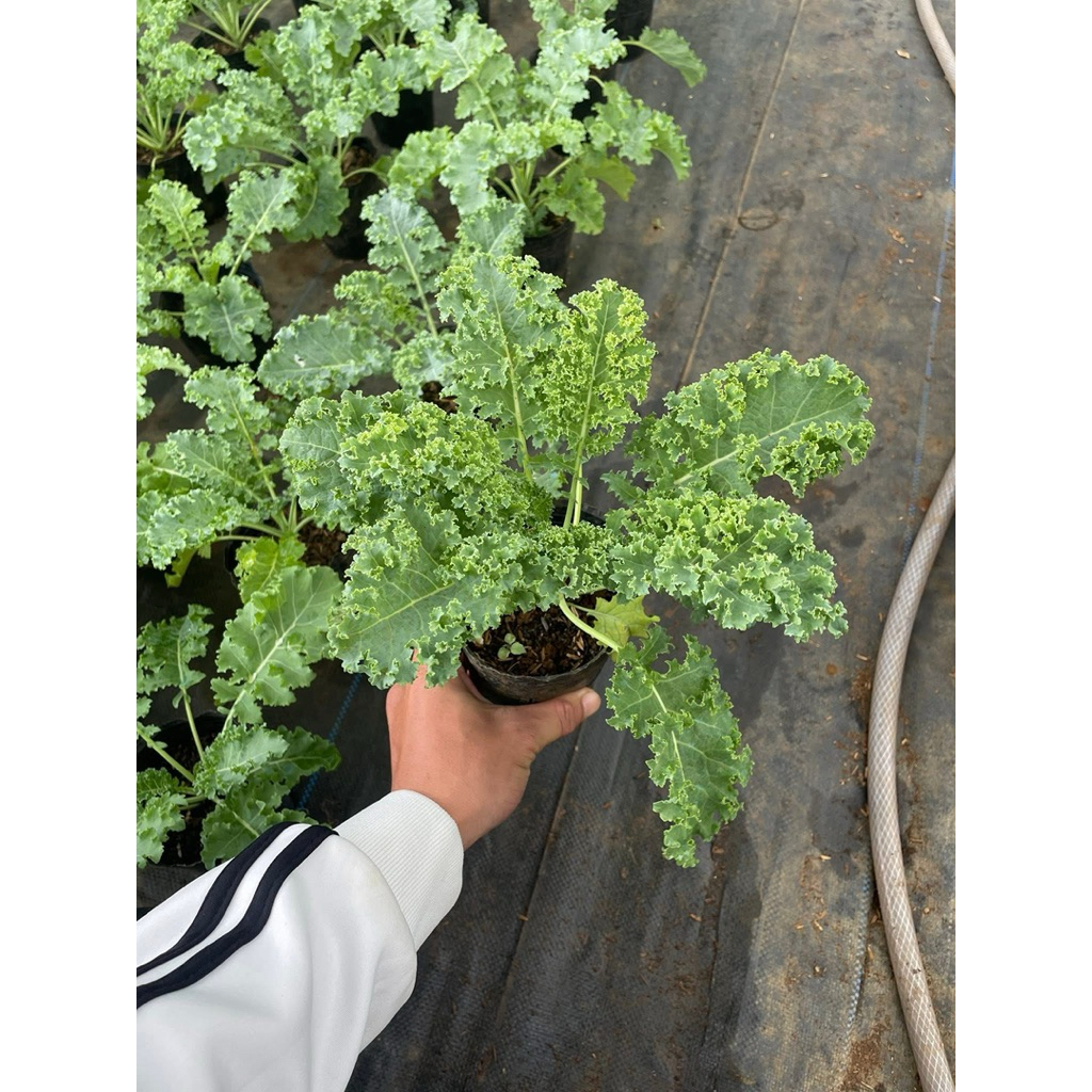 Combo 3 Cây Cải Kale Xanh Xoăn – Kale Tím Xoăn – Kale Khủng Long | Cây Giống 2 Tháng Tuổi | Giàu Din