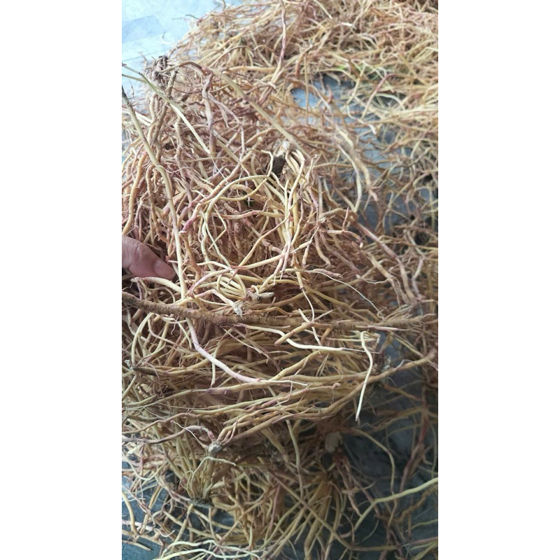 1kg Rễ cây bạch hạc
