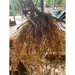 1kg Rễ cây bạch hạc