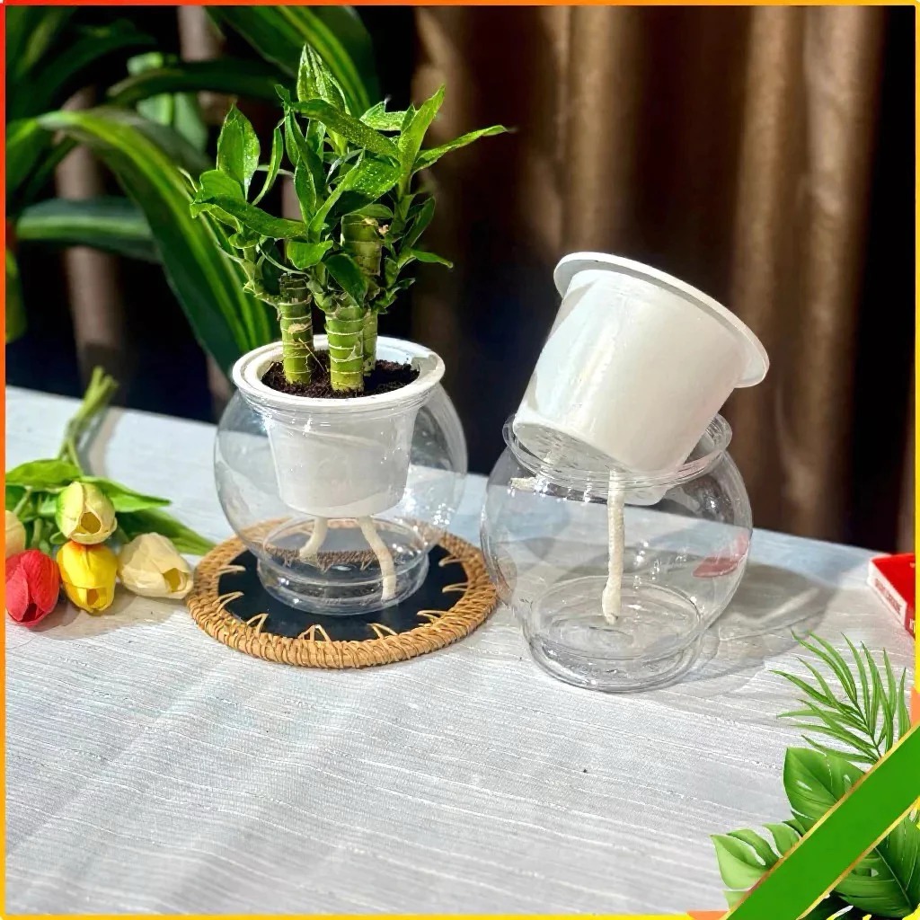Bình Nhựa Tròn Trong Suốt Chuyên Dùng Trồng Cây Thủy Sinh, Thủy Canh, Bình Nuôi Cá Để Bàn - Bình Trồng Gừng