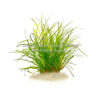 CỎ ĐỎ (CHẬU LỚN 10*10CM) - CÂY THỦY SINH LÀM CỎ NỀN DỄ CHĂM, BỀN ĐẸP CHO HỒ CÁ