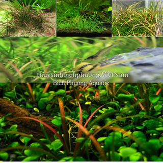 CỎ ĐỎ (CHẬU LỚN 10*10CM) - CÂY THỦY SINH LÀM CỎ NỀN DỄ CHĂM, BỀN ĐẸP CHO HỒ CÁ
