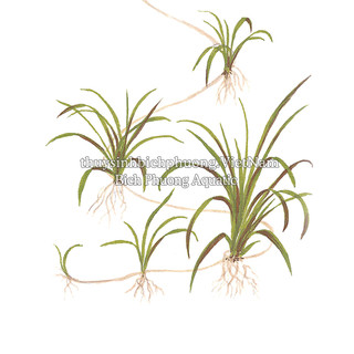 CỎ ĐỎ (CHẬU LỚN 10*10CM) - CÂY THỦY SINH LÀM CỎ NỀN DỄ CHĂM, BỀN ĐẸP CHO HỒ CÁ