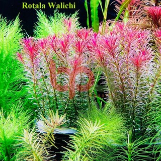 ROTALA WALLICHII THUỶ SINH - CÂY CẮT CẮM HÀ LAN HẬU CẢNH DỄ TRỒNG