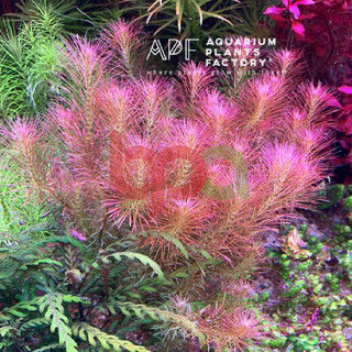 ROTALA WALLICHII THUỶ SINH - CÂY CẮT CẮM HÀ LAN HẬU CẢNH DỄ TRỒNG