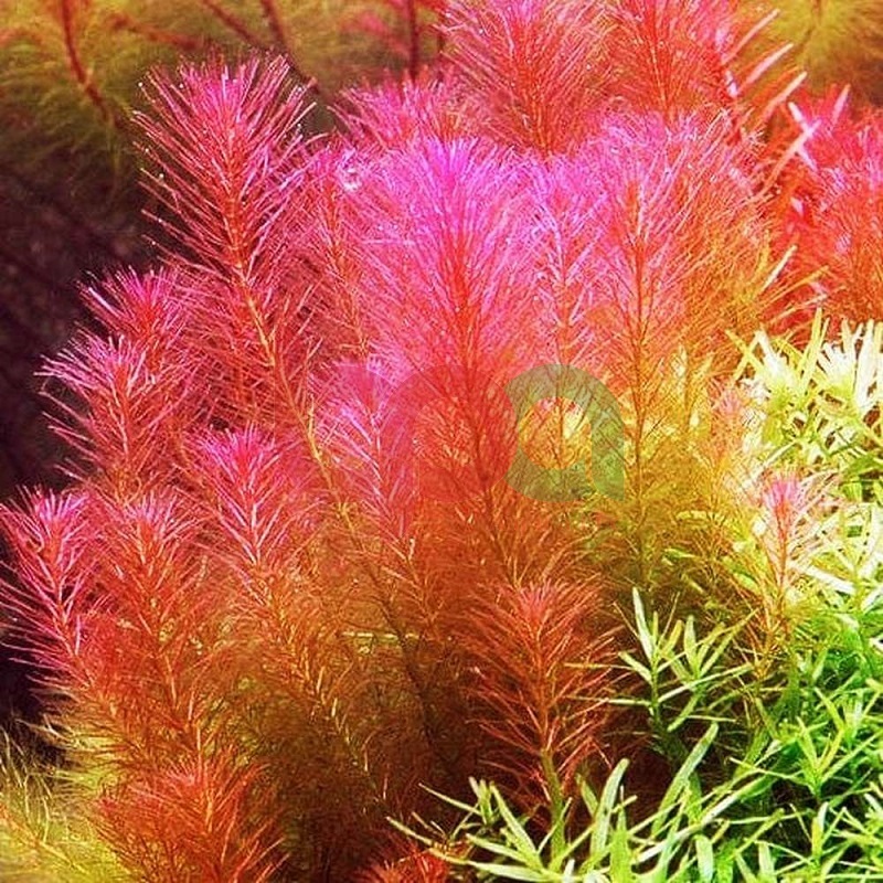 ROTALA WALLICHII THUỶ SINH - CÂY CẮT CẮM HÀ LAN HẬU CẢNH DỄ TRỒNG