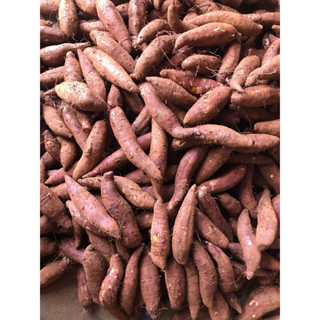 [ RẺ VÔ ĐỊCH ] COMBO 3 ký khoai lang mật tà nung siêu ngọt củ nhỏ