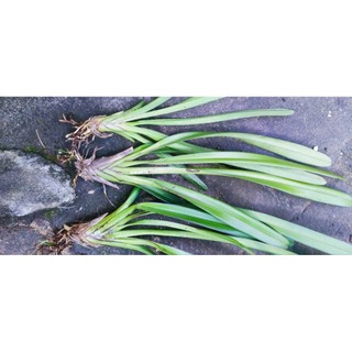 Lan kiếm cao 40_50 cm. gốc 3×2 cm. gửi cây hình 2