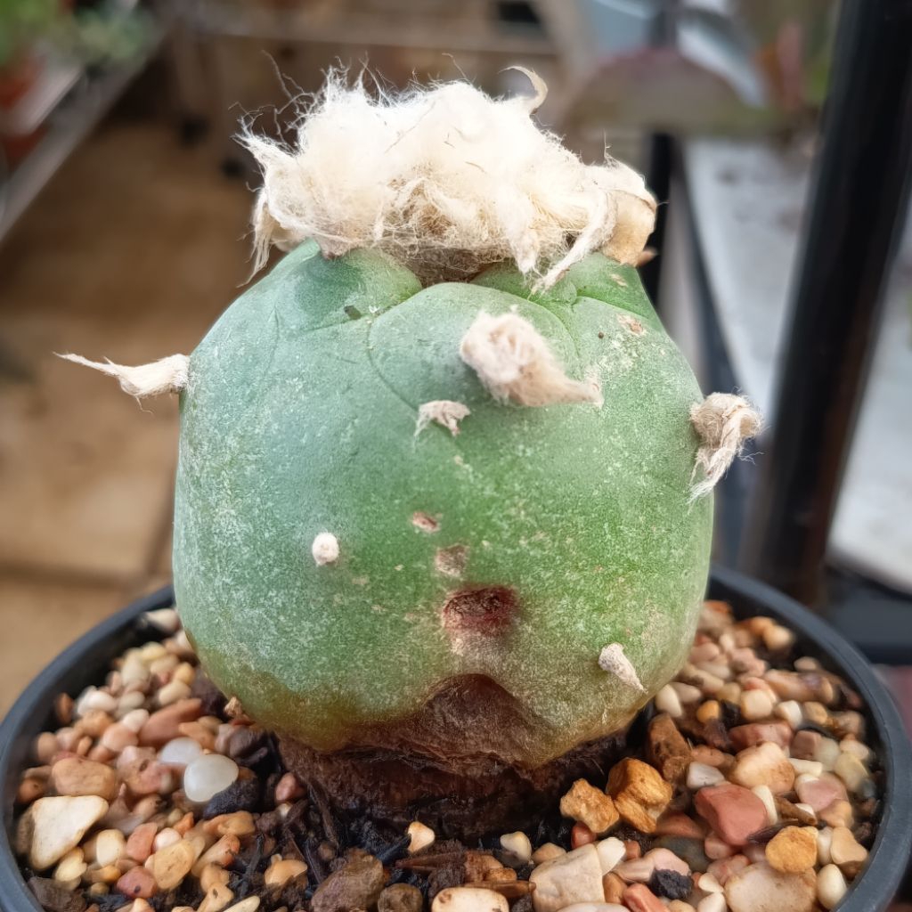 Xương rồng lopho lỗi sale