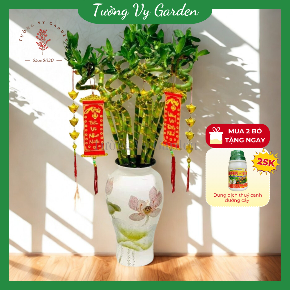 Phát Tài Xoắn Size 60-70cm, Cây Phát Tài Đầu Rồng Thủy Sinh Dễ Chăm Thu Hút May Mắn, Tài Lộc Cho Gia