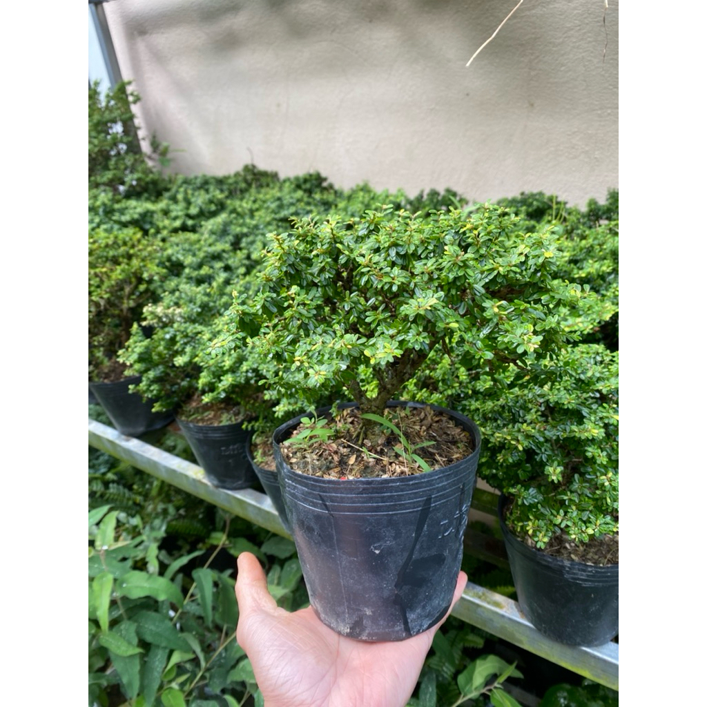 Cây Linh sam mini - Linh sam hạt gạo siêu bông - Cây Bonsai mini để bàn