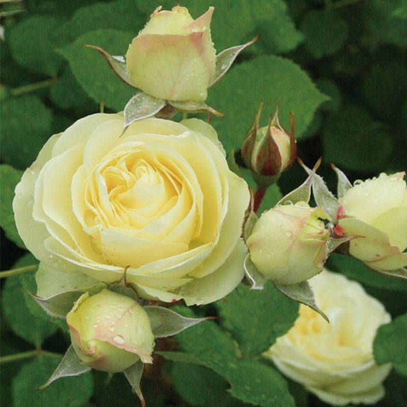 Chậu Cây Hoa Hồng Ngoại Creamy Eden – Trang Trí Góc Xanh Ban Công, Sân Vườn | Đồng Tháp Garden Decor