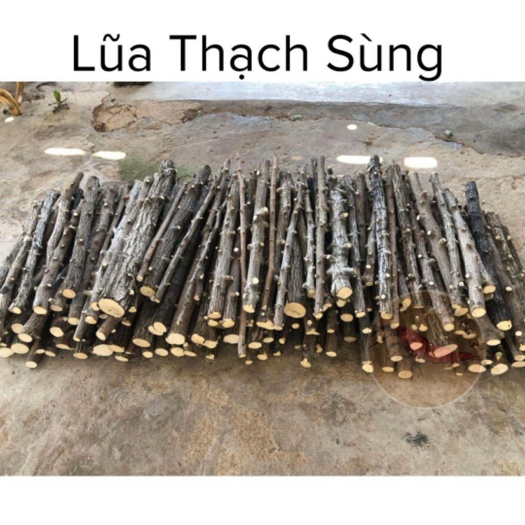 LŨA GỖ THẠCH SÙNG (1Kg) | Lũa Gỗ Thuỷ Sinh, lũa thuỷ sinh setup hồ thuỷ sinh, layout rừng tự nhiên c