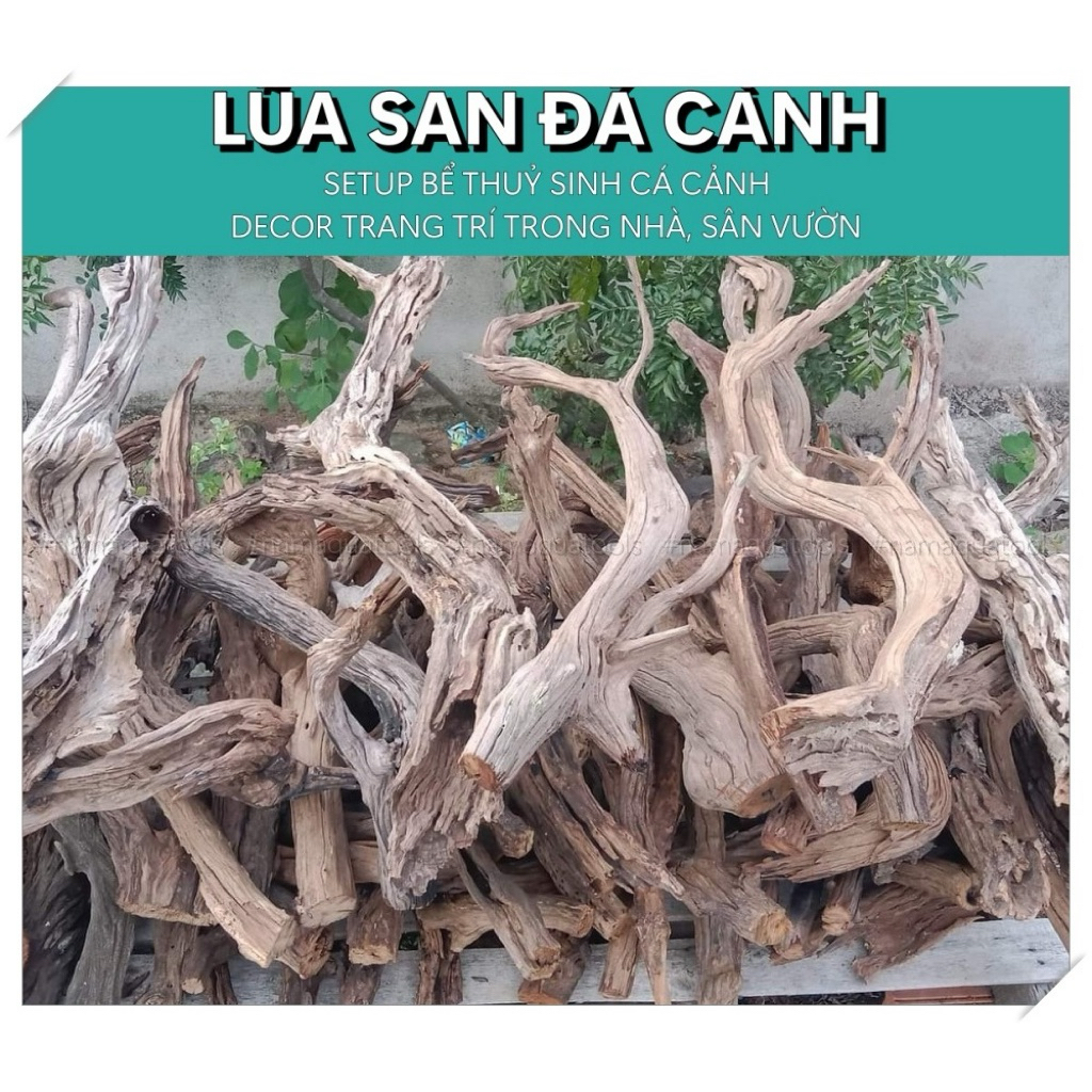 LŨA SAN ĐÁ CÀNH CONG (1Kg)|Lũa Thuỷ Sinh lũa gỗ tự nhiên setup hồ thuỷ sinh, layout tự nhiên cho hồ 
