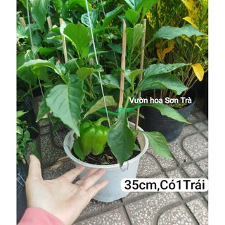 (VHST giao trong ngày) CÂY ỚT CHUÔNG đang trái.