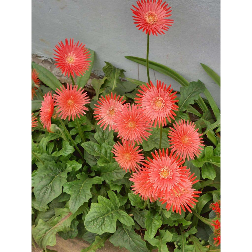 3 cây hoa đồng tiền cổ hoa màu hồng