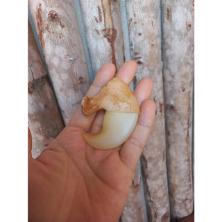 Móng vuốt cọp nhân tạo 6.2cm