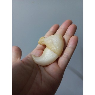 Móng vuốt cọp nhân tạo 6.2cm