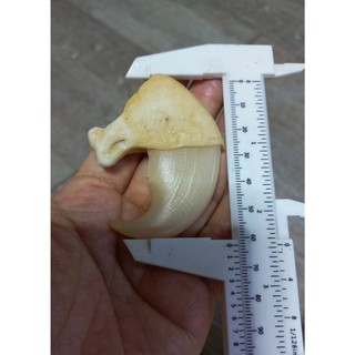 Móng vuốt cọp nhân tạo 6.2cm