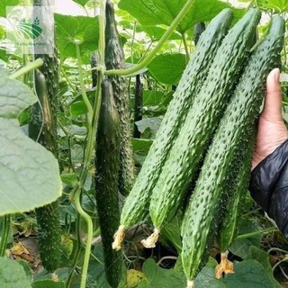 Dưa chuột kiếm gai (gói gieo thử 5 hạt)