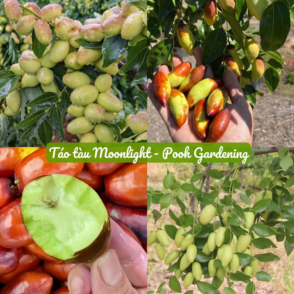TRANG TRÍ VƯỜN VỚI TÁO MOON LIGHT, PANZAO, JUWANG, HOÀ ĐIỀN