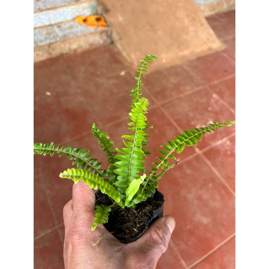 dương sỉ Boston chuyên cho bể terrarium, bán cạn tiểu cảnh, hòn non bộ