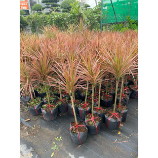 cây hoàn kiếm(huyết kiếm)
