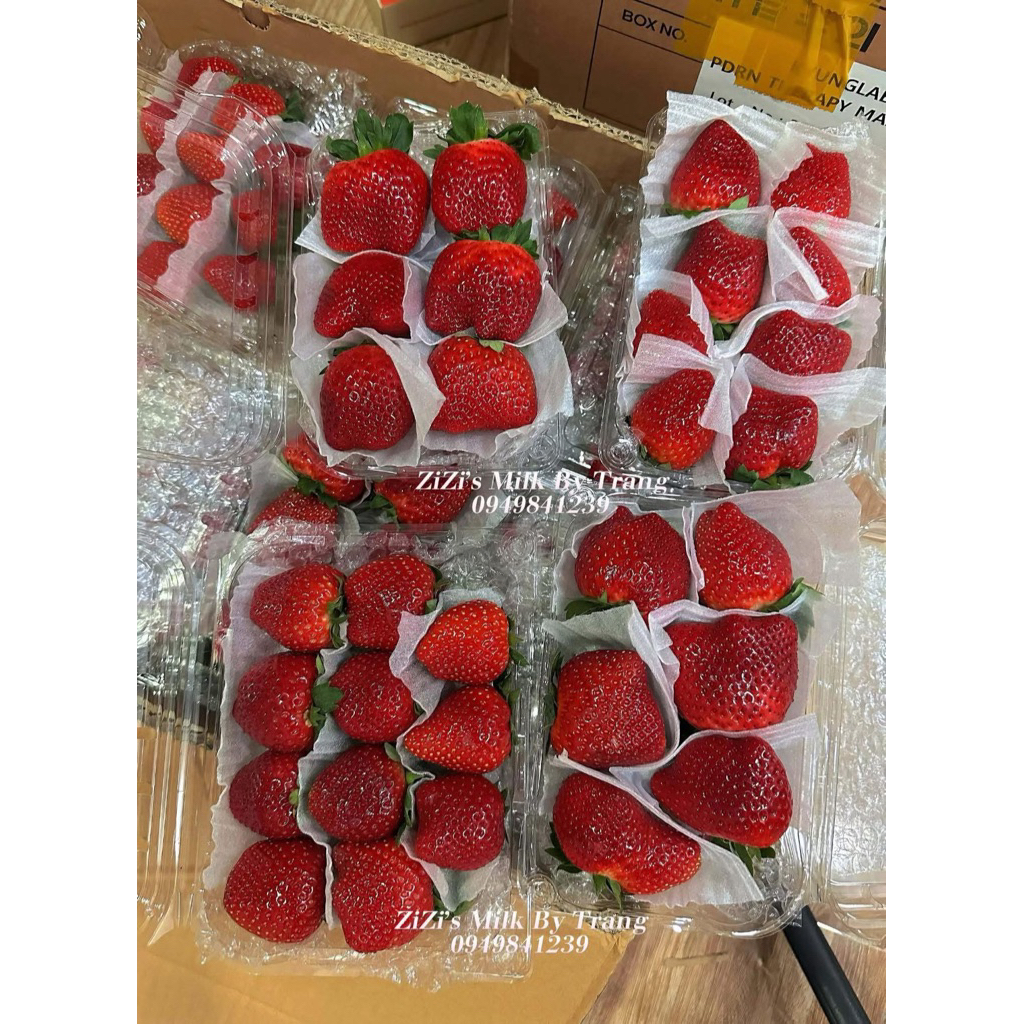 [Giao hoả tốc HCM] Dâu Tây HiChi, Hana Nhật Ngọt thơm ZiZi’s Milk ,  loại chọn lọc Chuẩn VietGap
