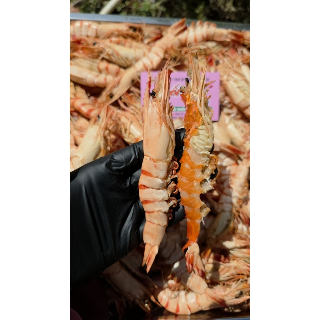 [90c] KHÔ SÚ CHÂN ĐẠI BÀNG