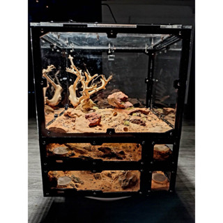 Sâu Mealworm Cung Cấp Nguồn Dinh Dưỡng Cho Kiến Cảnh, Bò Sát