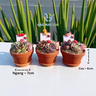 🌿 Quà Tặng Sen Đá Mix 3 Cây Mini Quà kèm túi giấy- Sinh Nhật Để Bàn Trang Trí Nhà Cửa Tặng Kèm PhụKiện🌿
