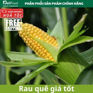 Bắp ngô quê siêu ngon mới hái - Loại ngon tuyển chọn