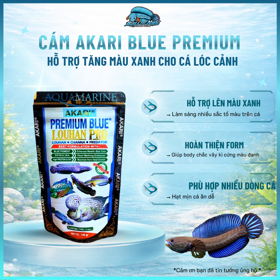 Cám AKARI Blue Premium | Nhập Khẩu Indonesia – Tăng Màu Xanh Cho Cá Lóc Lạnh | HLN Channa Fish