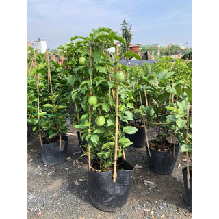 Cây Chanh dây ( Chanh leo) cao 1M1 đang có nhiều hoa