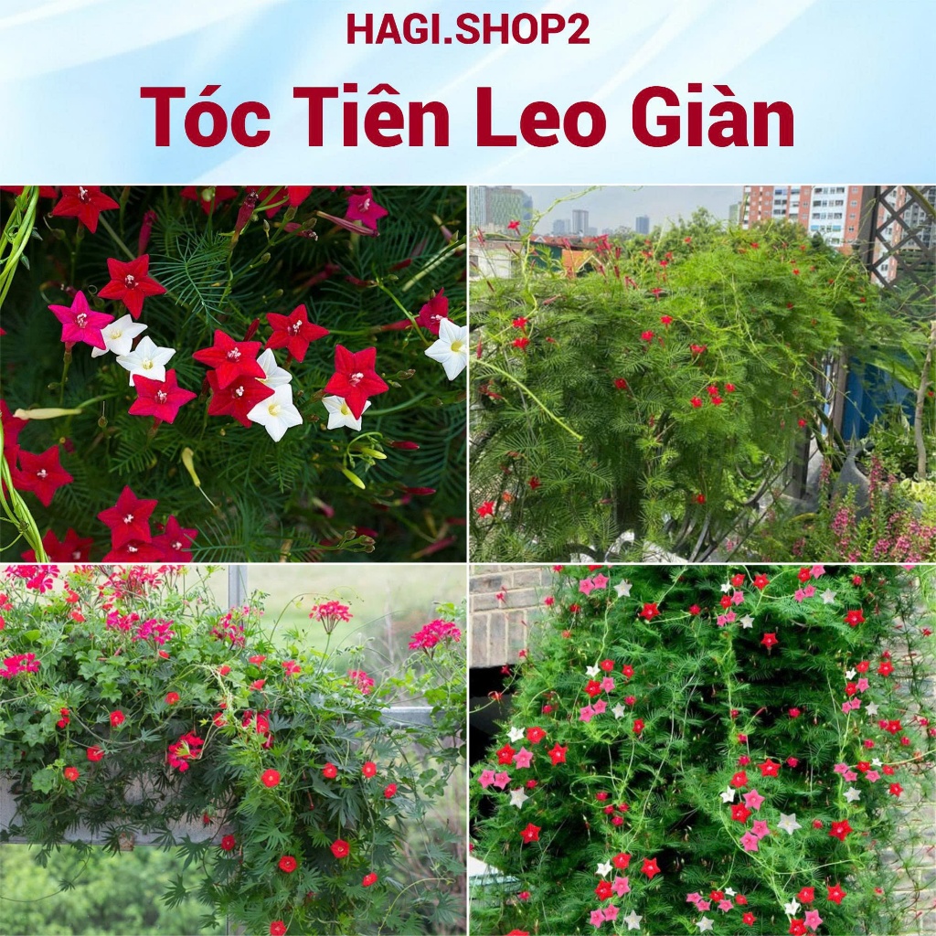 Hạt giống hoa tóc tiên leo giàn, leo cổng, leo bờ rào HAGI.SHOP