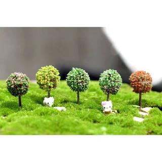 Cây ven đường - terrarium