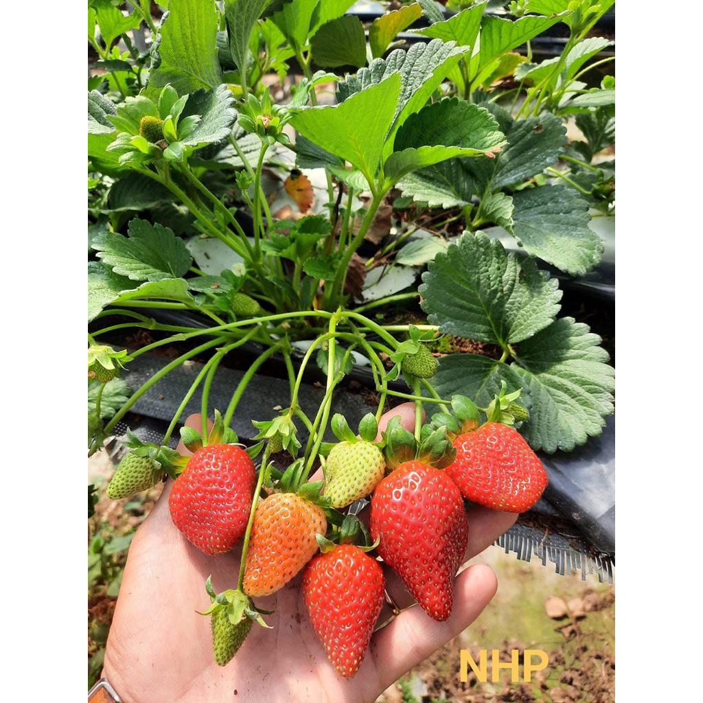 [Hoả tốc] Combo 10 cây giống dâu tây mix 7 giống cấy mô