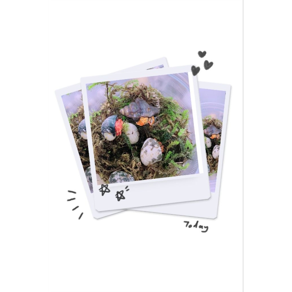 Tranh ốc mượn hồn rugo, abino dễ thương