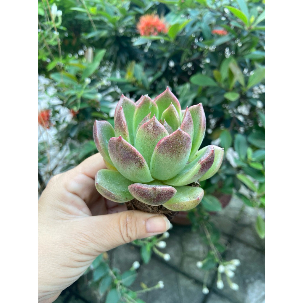 Sen đá size bầu