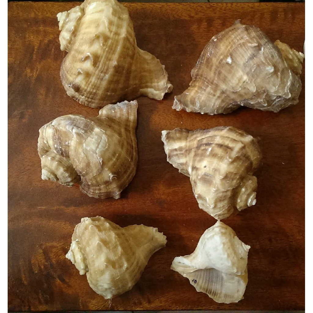 Vỏ ốc gai miệng rộng