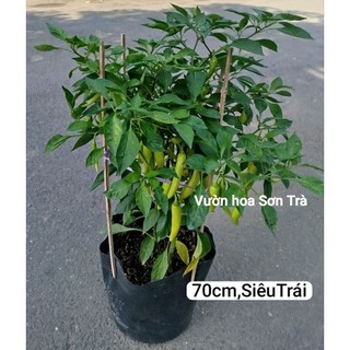 (VHST giao trong ngày) CÂY ỚT SỪNG VN đang trái.